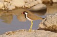 /album/some-overseas-trips/red-wattled-lapwing-corbett-park-india-jpg/